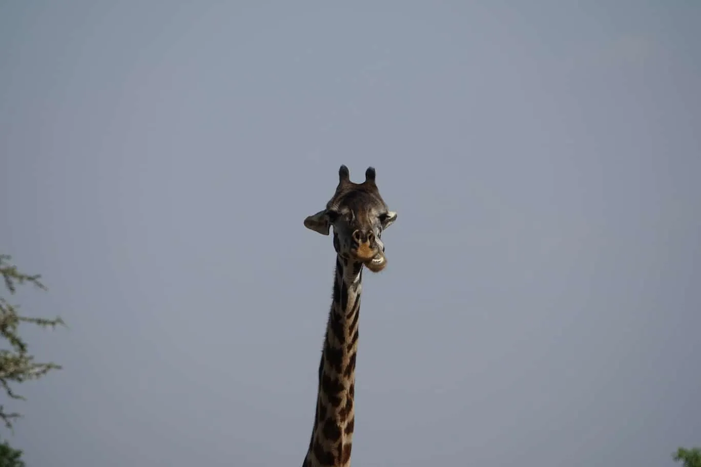 10-day Tanzania and Zanzibar itinerary - Lake Manyara National Park and Reserve