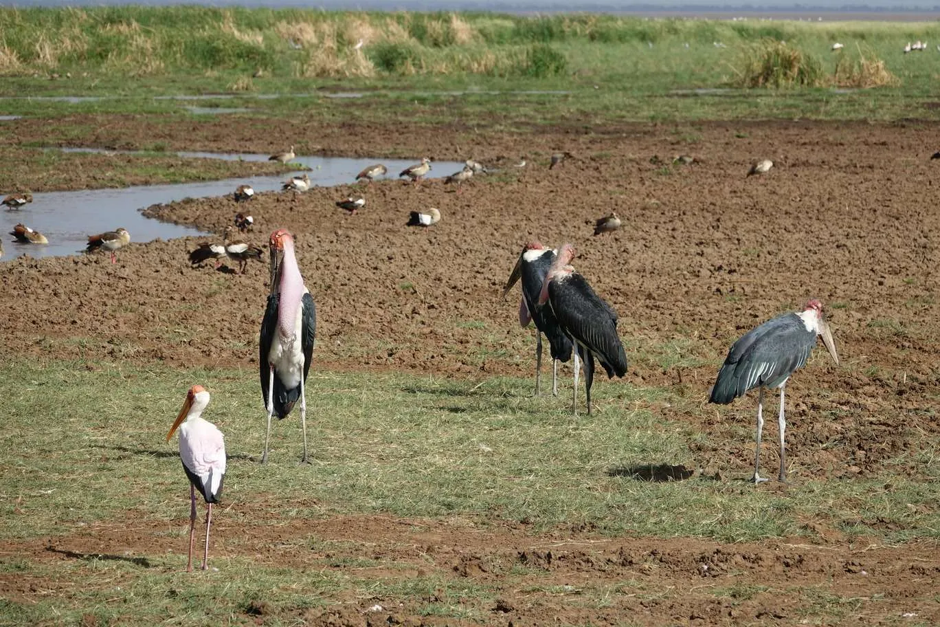 10-day Tanzania and Zanzibar itinerary - Lake Manyara National Park and Reserve