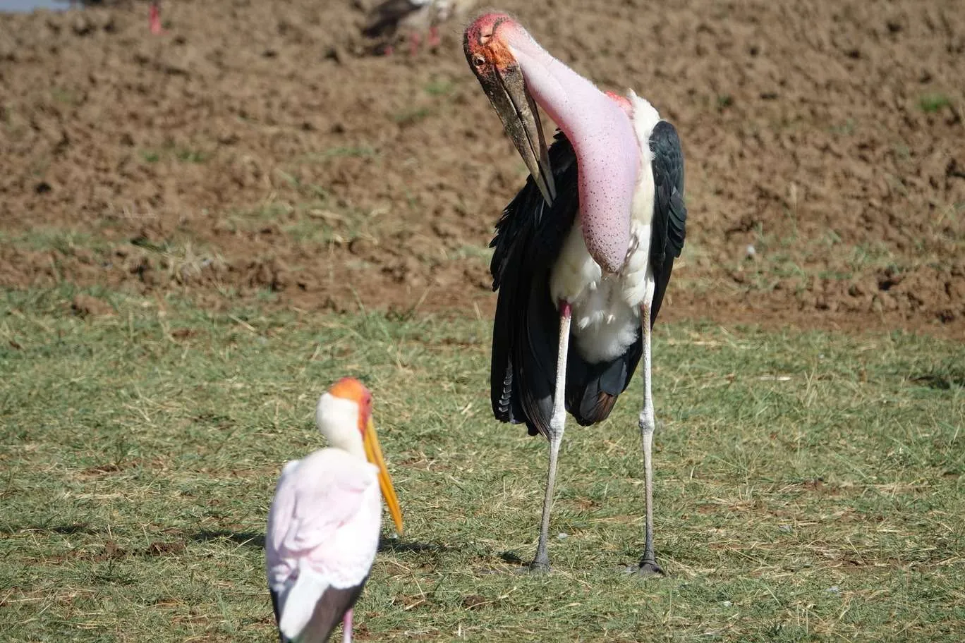 10-day Tanzania and Zanzibar itinerary - Lake Manyara National Park and Reserve