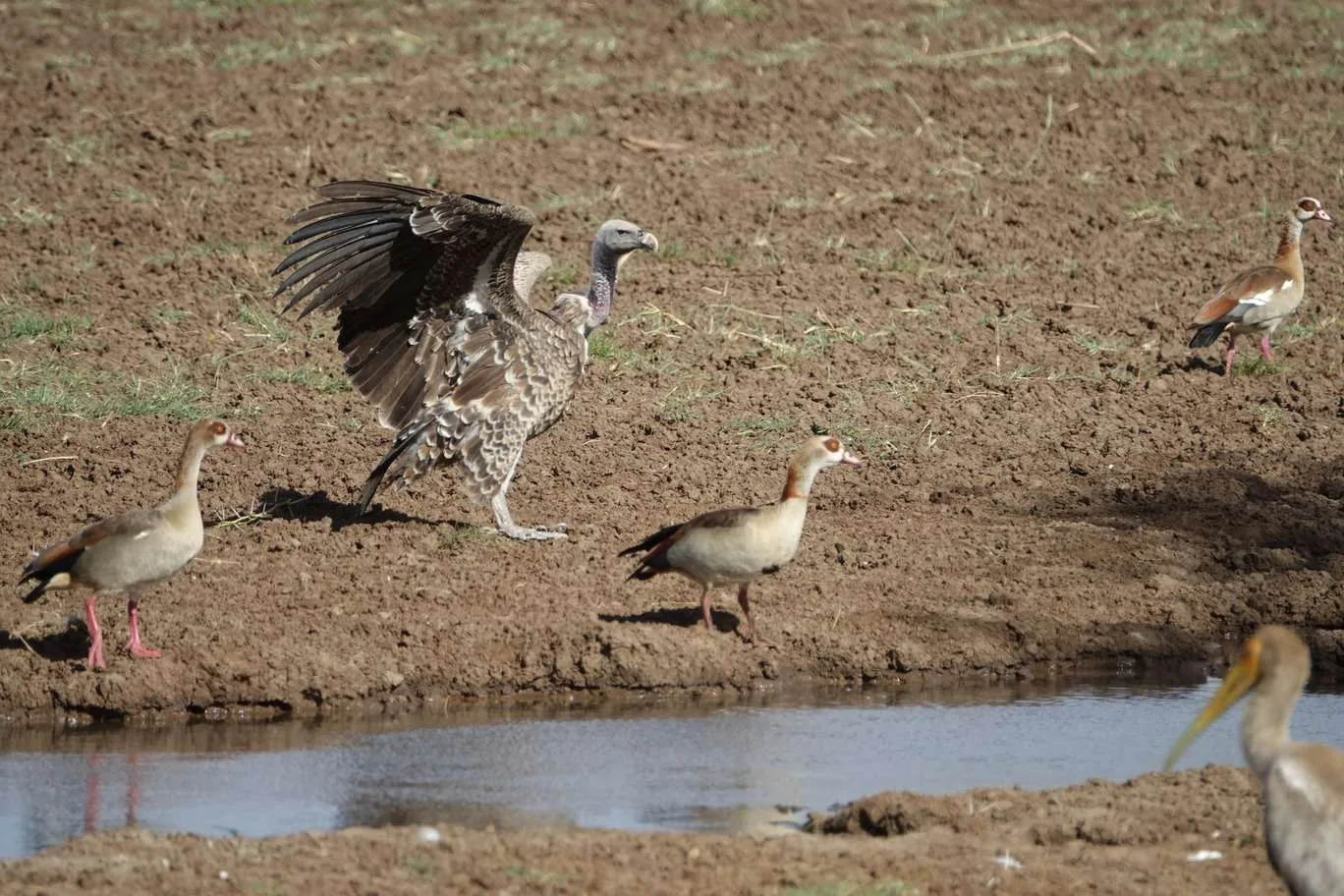 10-day Tanzania and Zanzibar itinerary - Lake Manyara National Park and Reserve