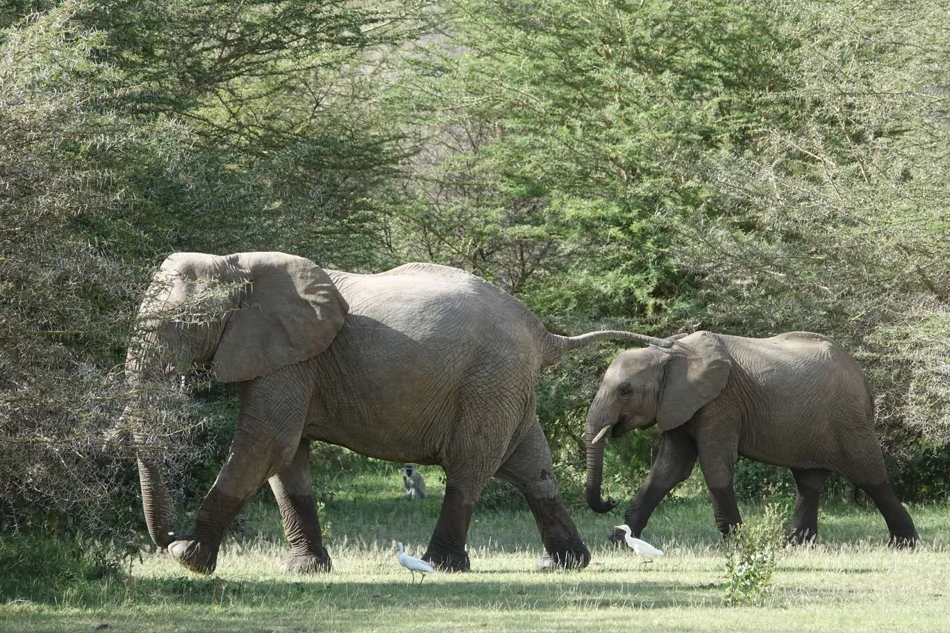 10-day Tanzania and Zanzibar itinerary - Lake Manyara National Park and Reserve