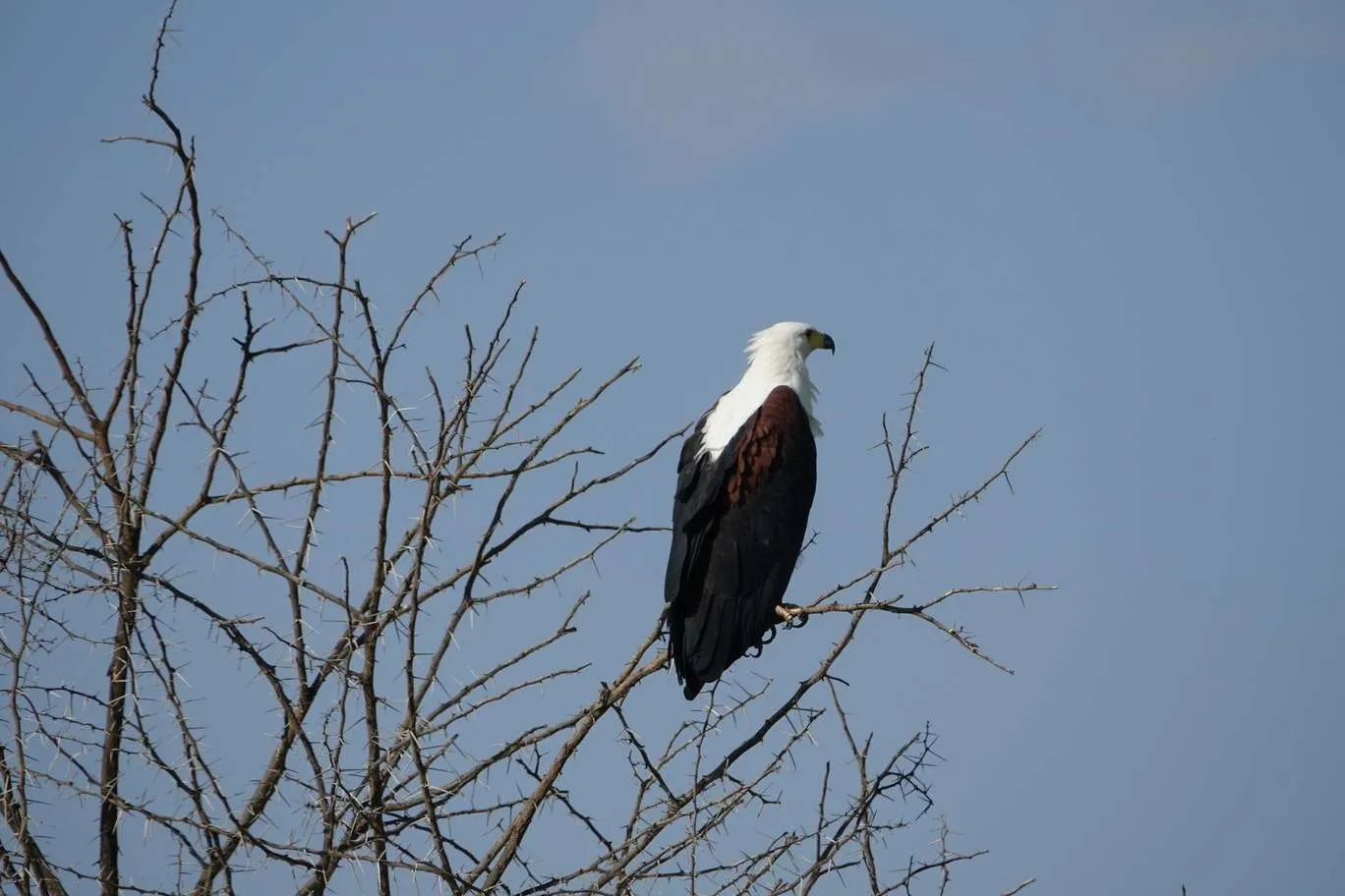 10-day Tanzania and Zanzibar itinerary - Lake Manyara National Park and Reserve