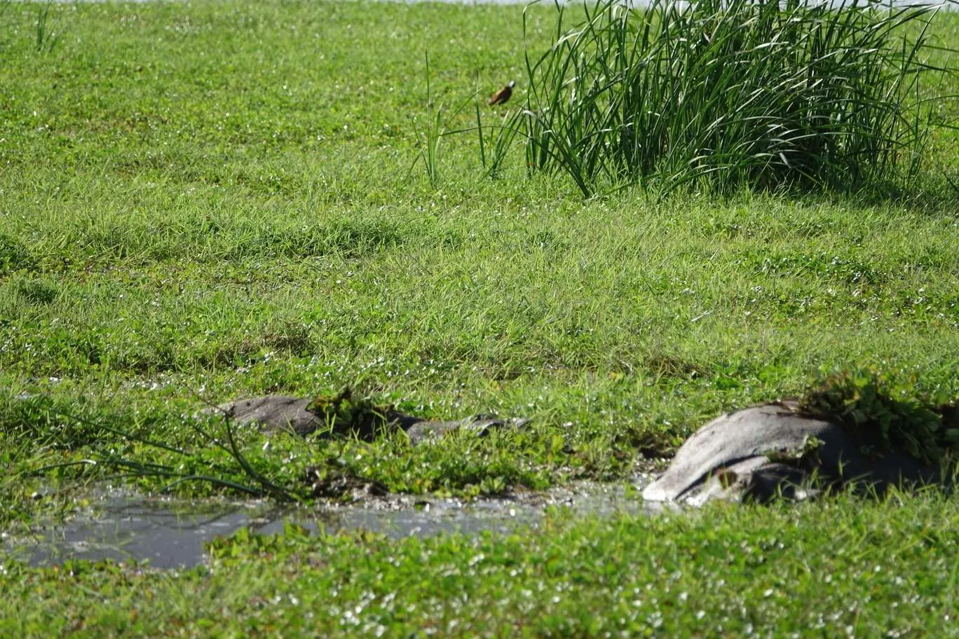 10-day Tanzania and Zanzibar itinerary - Lake Manyara National Park and Reserve