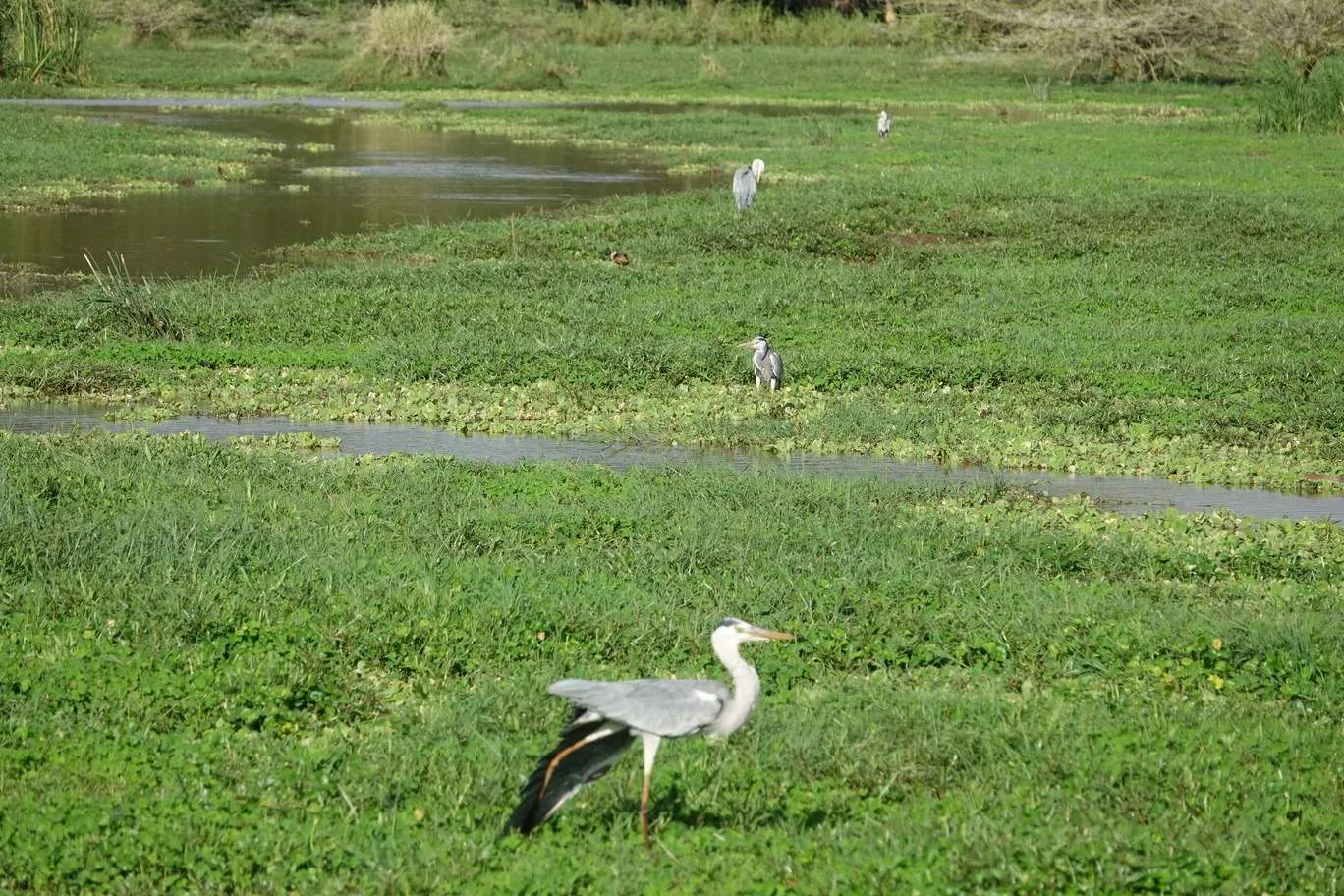 10-day Tanzania and Zanzibar itinerary - Lake Manyara National Park and Reserve