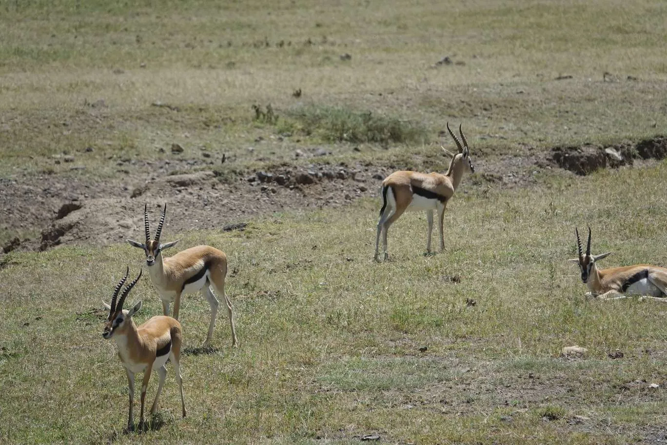 10-day Tanzania and Zanzibar itinerary - Ngorongoro Crater safari