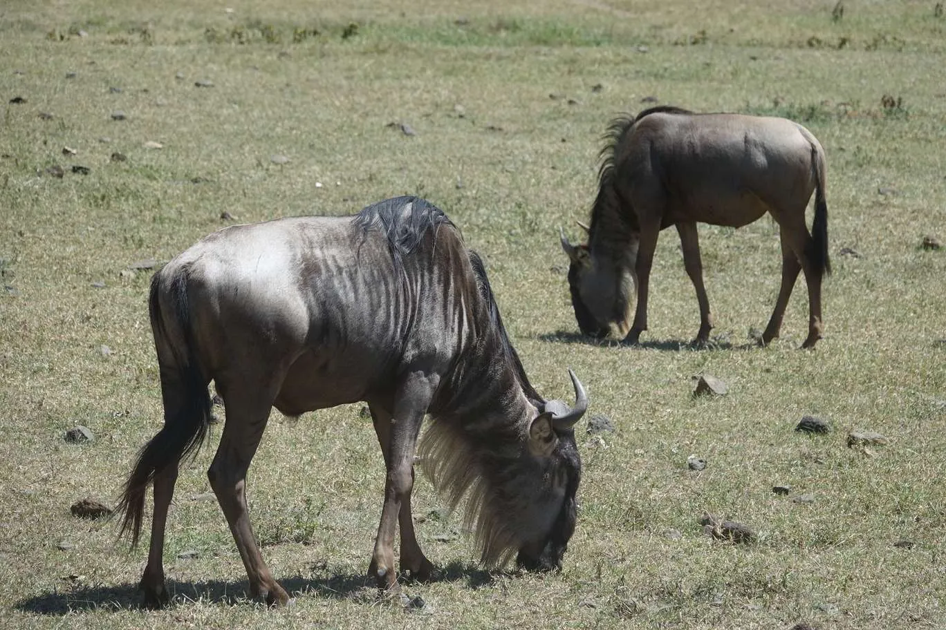 10-day Tanzania and Zanzibar itinerary - Ngorongoro Crater safari