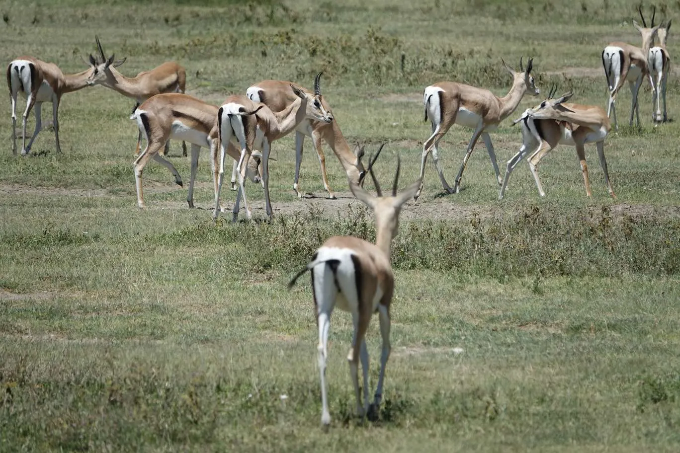 10-day Tanzania and Zanzibar itinerary - Ngorongoro Crater safari
