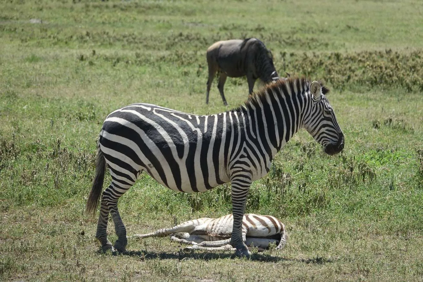 10-day Tanzania and Zanzibar itinerary - Ngorongoro Crater safari
