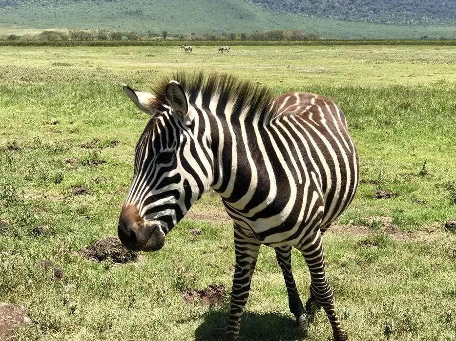 10-day Tanzania and Zanzibar itinerary - Ngorongoro Crater safari
