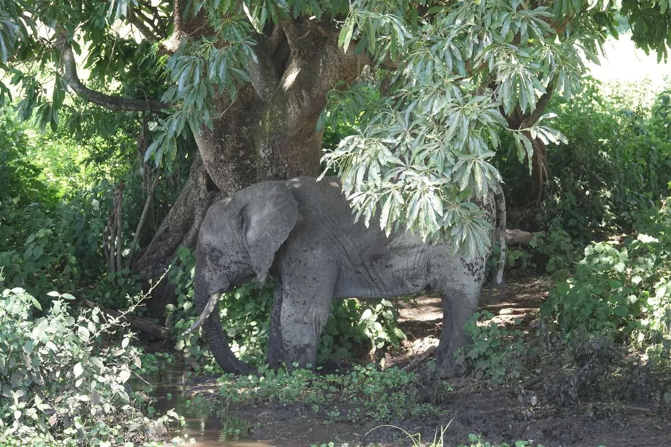 10-day Tanzania and Zanzibar itinerary - Ngorongoro Crater safari