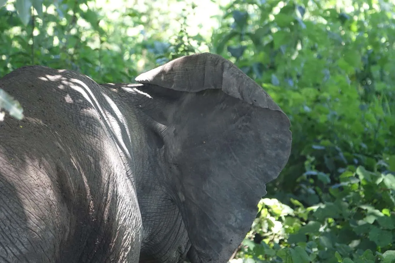 10-day Tanzania and Zanzibar itinerary - Ngorongoro Crater safari