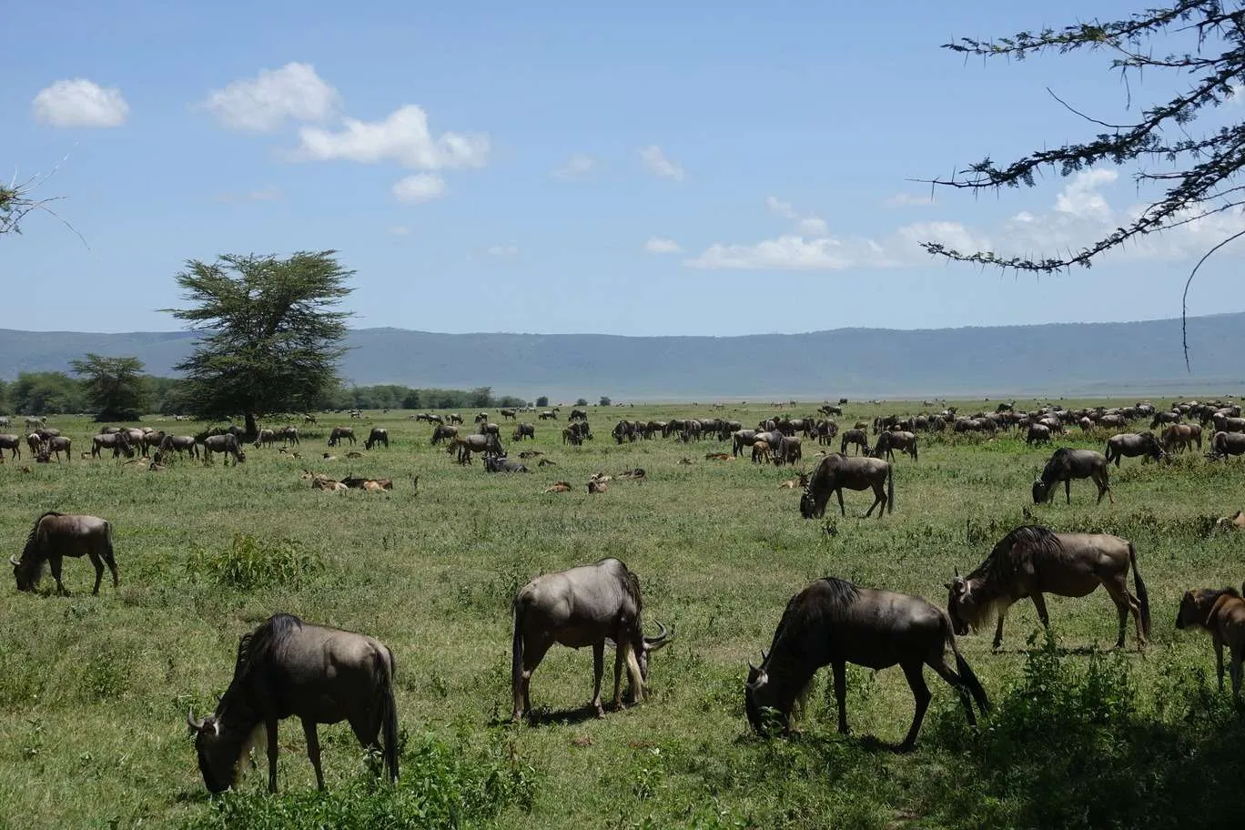 10-day Tanzania and Zanzibar itinerary - Ngorongoro Crater safari