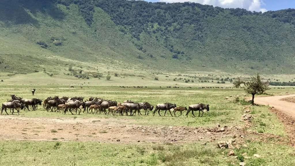 10-day Tanzania and Zanzibar itinerary - Ngorongoro Crater safari