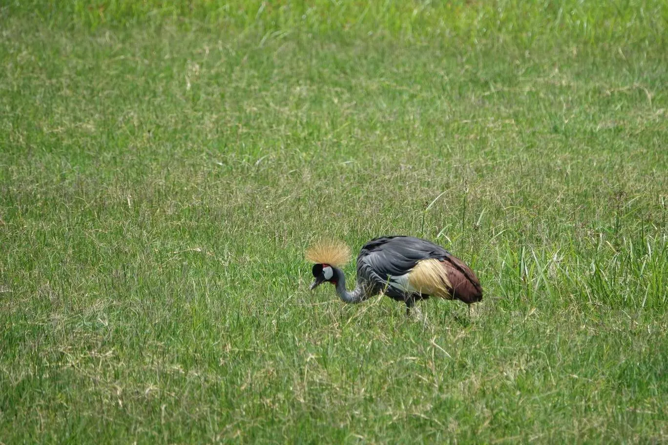10-day Tanzania and Zanzibar itinerary - Ngorongoro Crater safari