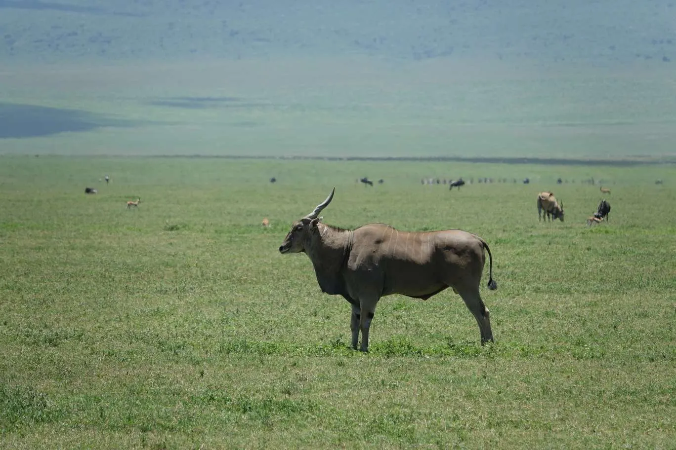 10-day Tanzania and Zanzibar itinerary - Ngorongoro Crater safari