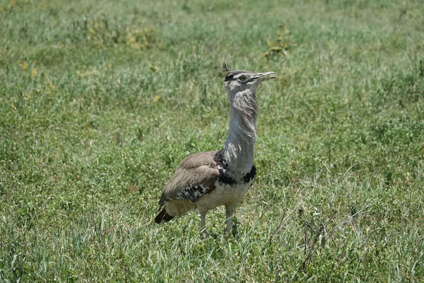 10-day Tanzania and Zanzibar itinerary - Ngorongoro Crater safari