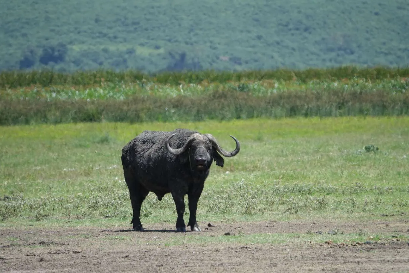 10-day Tanzania and Zanzibar itinerary - Ngorongoro Crater safari