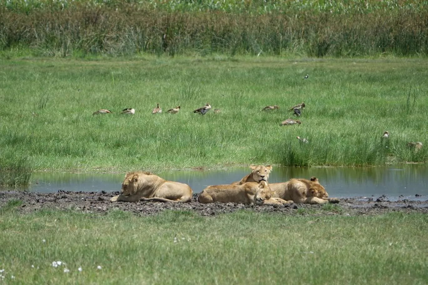 10-day Tanzania and Zanzibar itinerary - Ngorongoro Crater safari