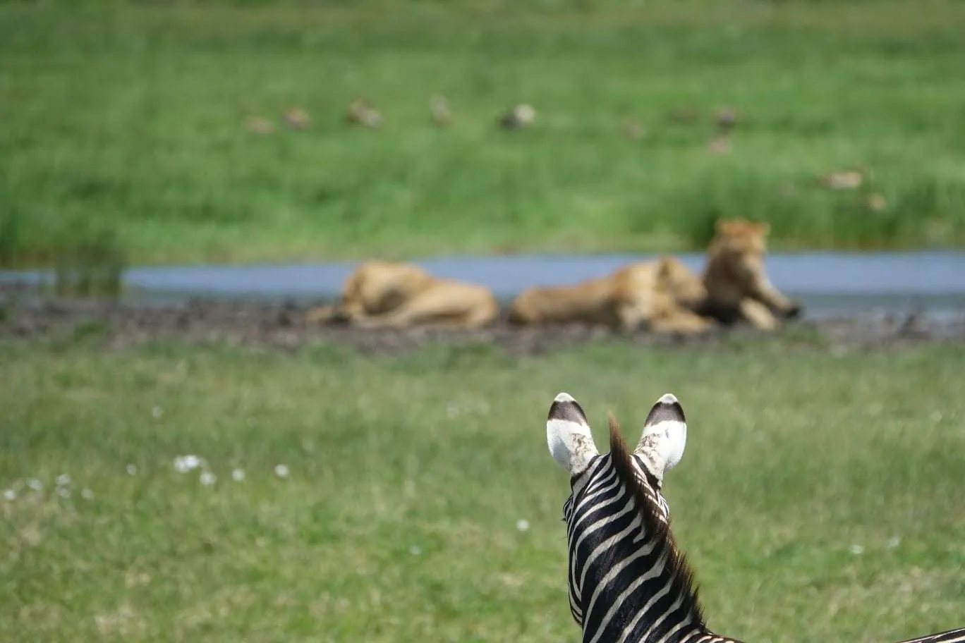 10-day Tanzania and Zanzibar itinerary - Ngorongoro Crater safari