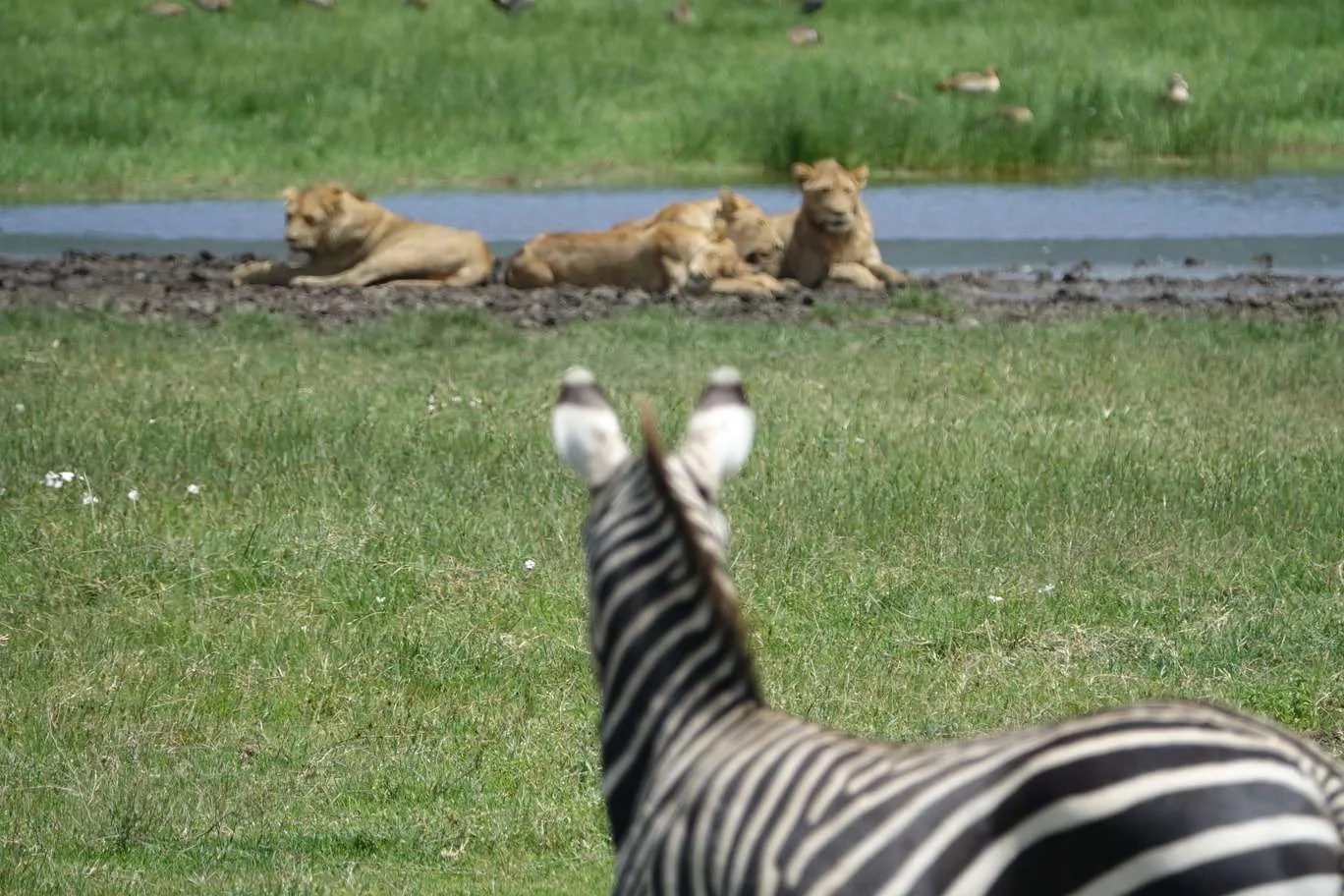 10-day Tanzania and Zanzibar itinerary - Ngorongoro Crater safari