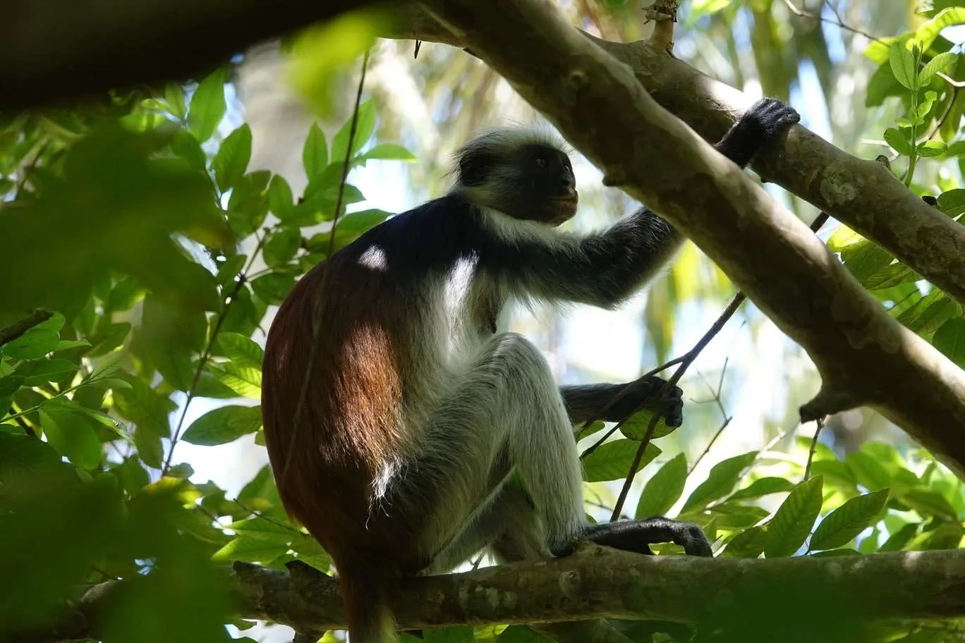10-day Tanzania and Zanzibar itinerary - Jozani Forest
