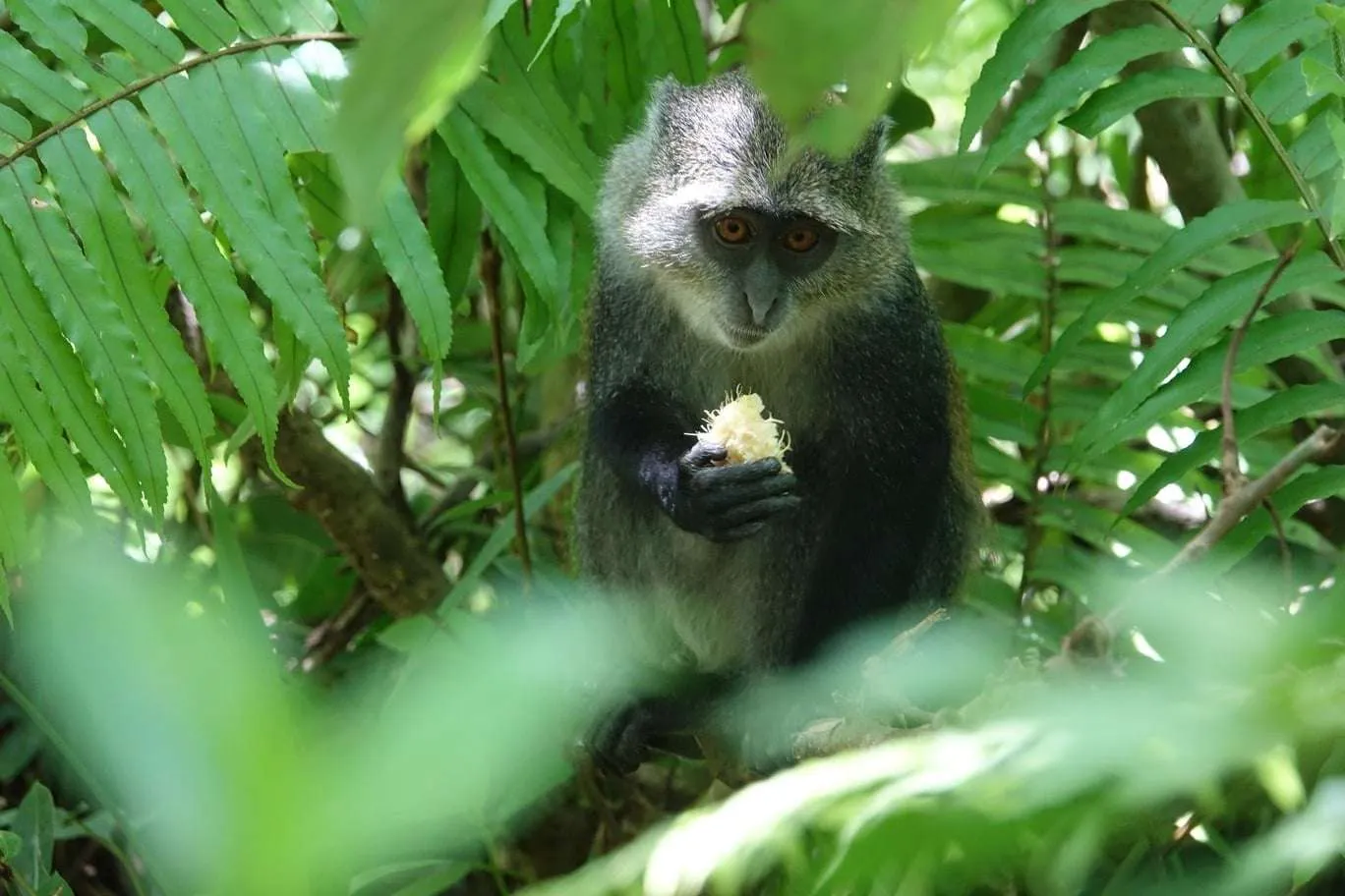 10-day Tanzania and Zanzibar itinerary - Jozani Forest