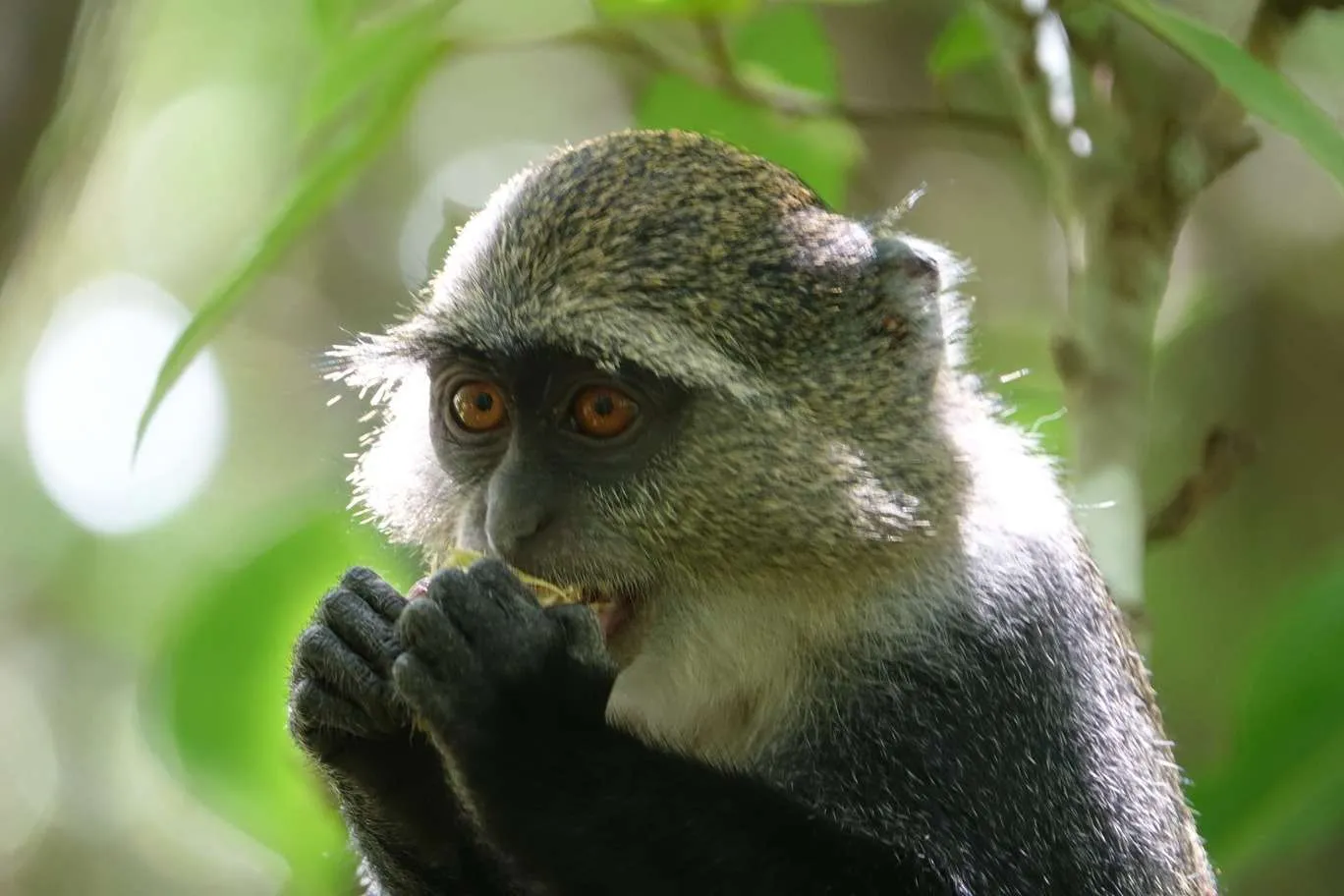 10-day Tanzania and Zanzibar itinerary - Jozani Forest