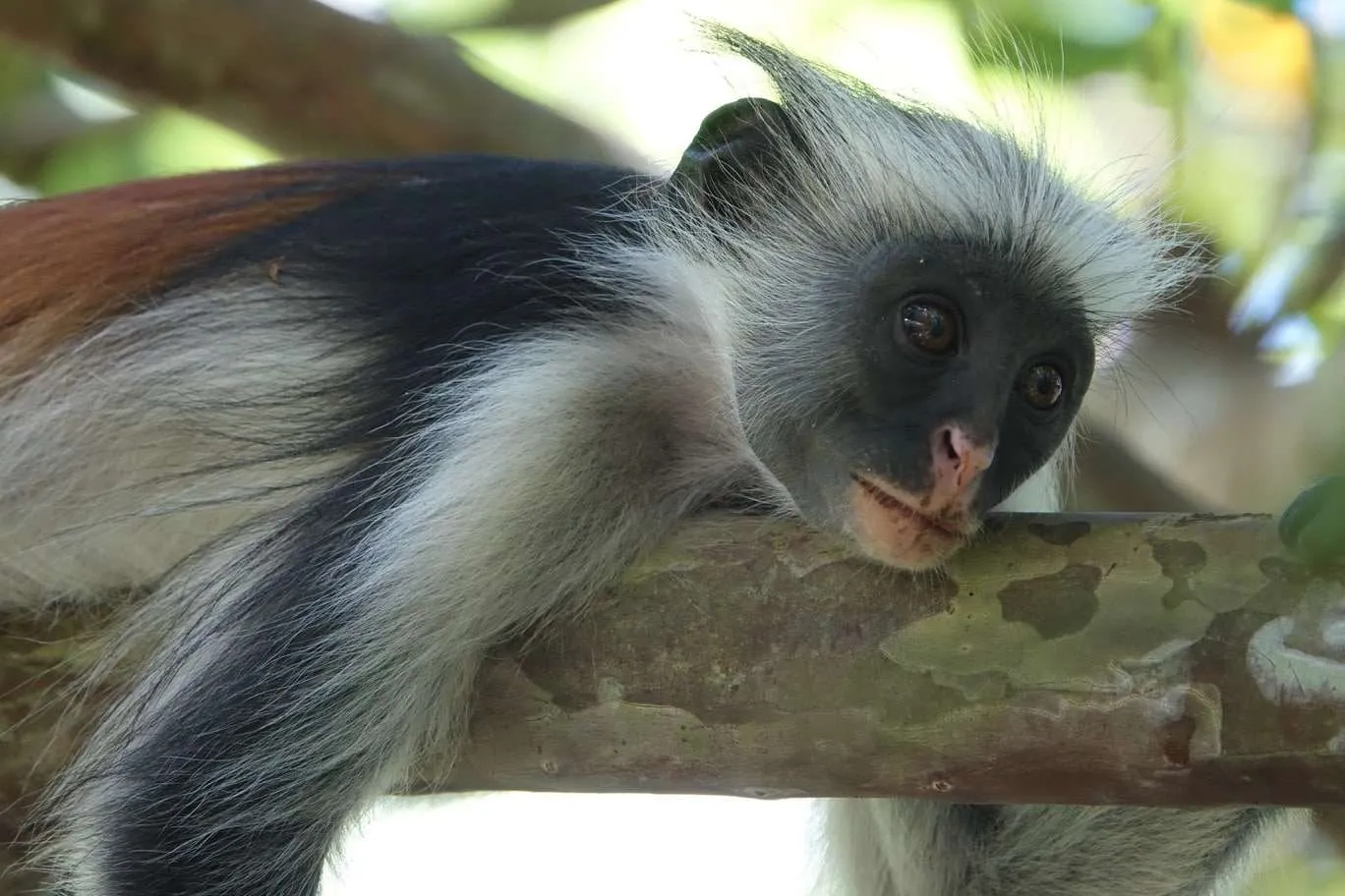 10-day Tanzania and Zanzibar itinerary - Jozani Forest