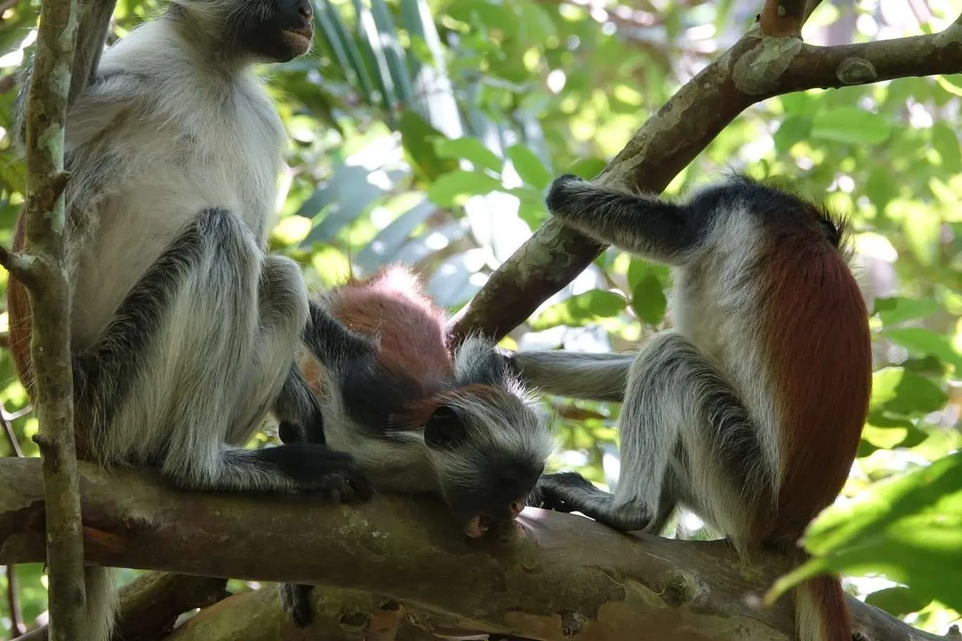 10-day Tanzania and Zanzibar itinerary - Jozani Forest