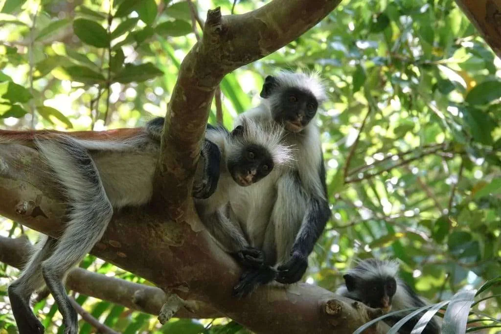 10-day Tanzania and Zanzibar itinerary - Jozani Forest