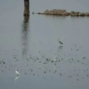 Greece, Lake Kerkini birdwatching biking tour