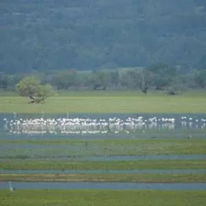 Greece, Lake Kerkini birdwatching biking tour