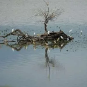 Greece, Lake Kerkini birdwatching biking tour