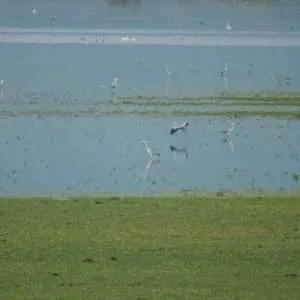 Greece, Lake Kerkini birdwatching biking tour