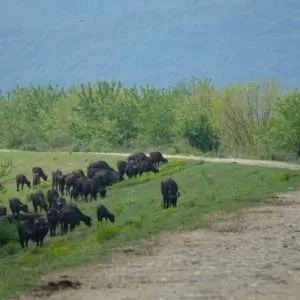 Greece, Lake Kerkini birdwatching biking tour