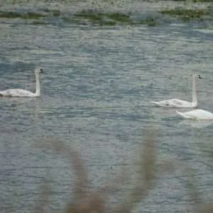 Greece, Lake Kerkini birdwatching biking tour