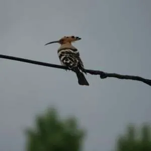 Greece, Lake Kerkini birdwatching biking tour