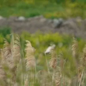 Greece, Lake Kerkini birdwatching biking tour