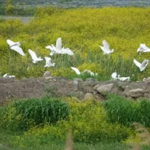 Greece, Lake Kerkini birdwatching biking tour