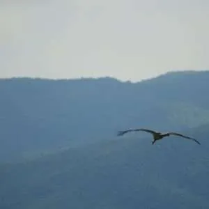 Greece, Lake Kerkini birdwatching biking tour