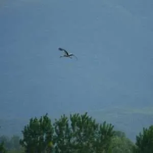 Greece, Lake Kerkini birdwatching biking tour