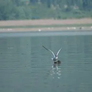 Greece, Lake Kerkini birdwatching biking tour