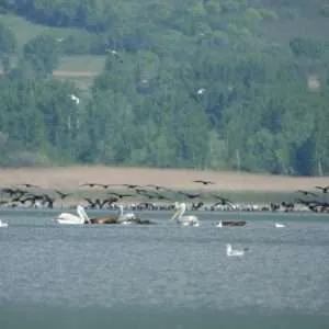 Greece, Lake Kerkini birdwatching biking tour