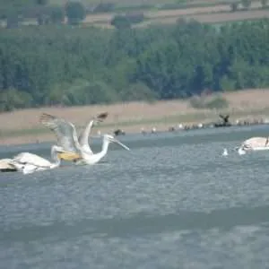 Greece, Lake Kerkini birdwatching biking tour