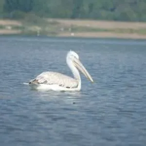 Greece, Lake Kerkini birdwatching biking tour