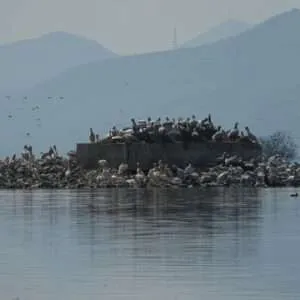 Greece, Lake Kerkini birdwatching biking tour