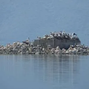 Greece, Lake Kerkini birdwatching biking tour