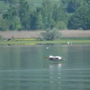 Greece, Lake Kerkini birdwatching biking tour