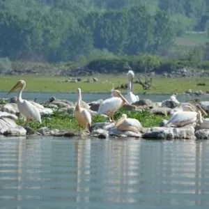 Greece, Lake Kerkini birdwatching biking tour