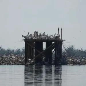 Greece, Lake Kerkini birdwatching biking tour